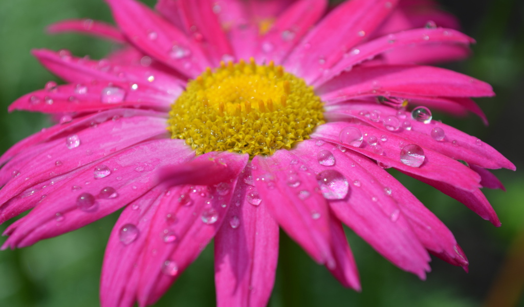 Розовый цветок эхинацеи в каплях дождя