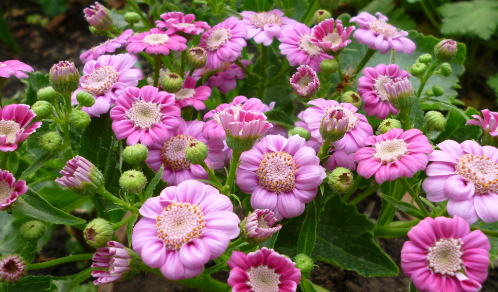 Розовые садовые цветы цинерария