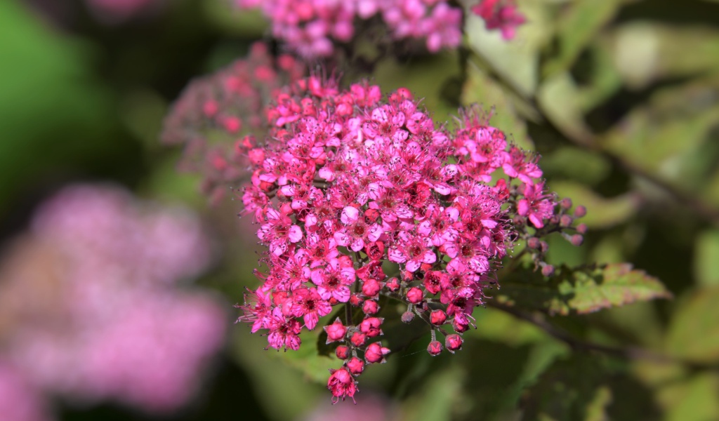 Розовые цветы спирея японская вблизи