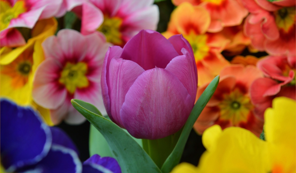 Цветок розового тюльпана среди цветок примулы