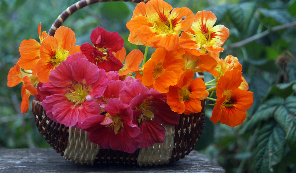 Розовые и оранжевые цветы настурция в корзине