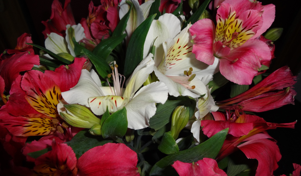 Розовые и белые цветы альстромерия крупным планом