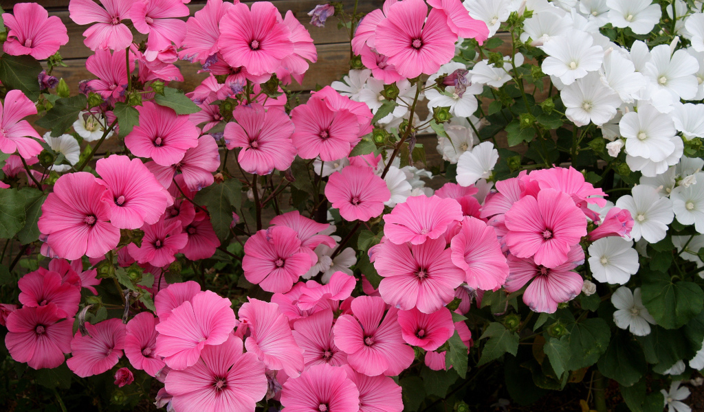 Розовые и белые садовые цветы лаватера