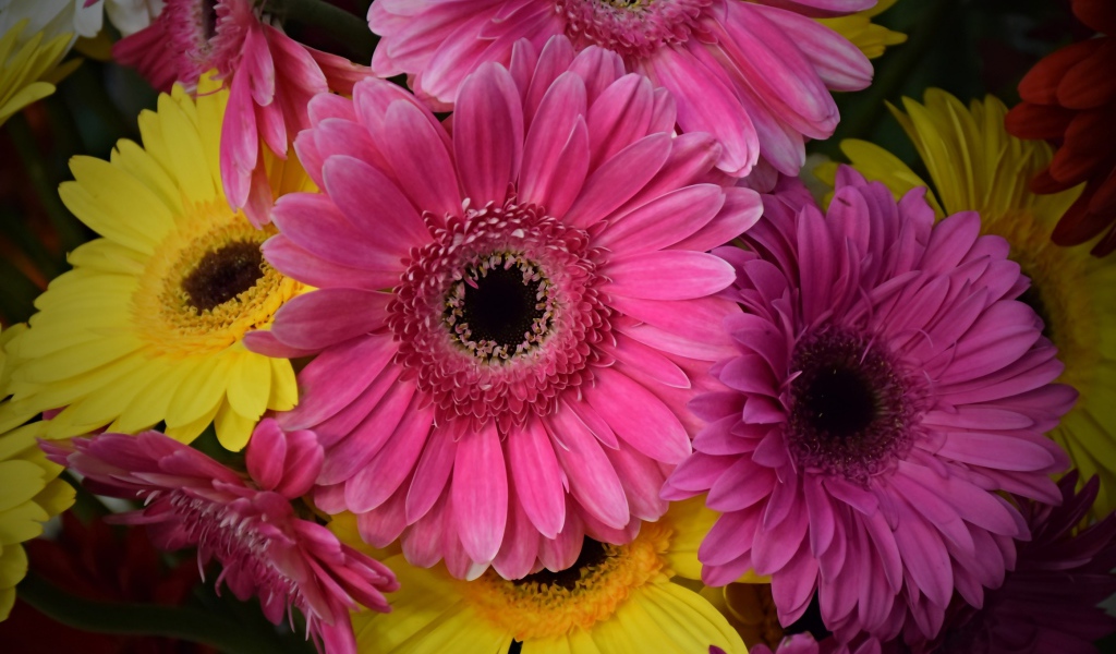 Розовые и желтые герберы крупным планом