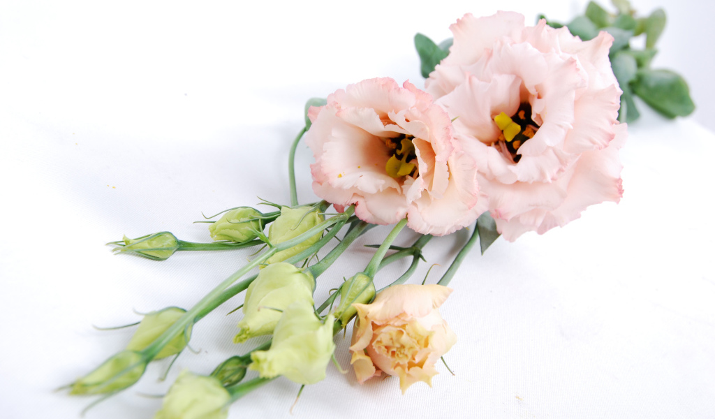 Розовые красивые цветы эустома на белом фоне