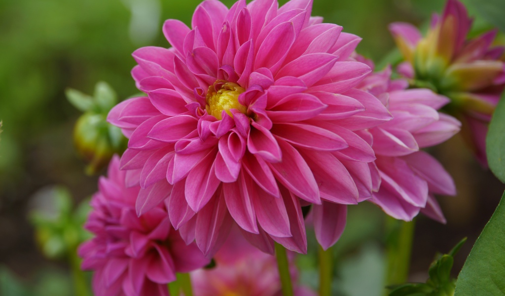 Розовые красивые цветы георгина крупным планом