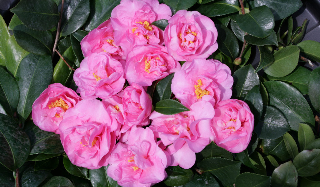 Розовые цветы камелии в зеленых листьях