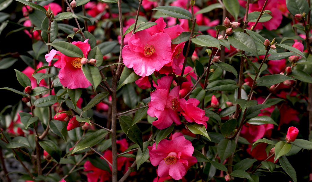 Розовые цветы камелии на ветке