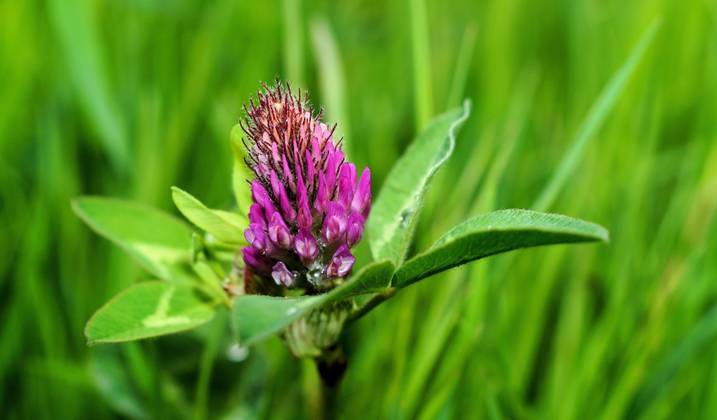 Розовый цветок клевера крупным планом