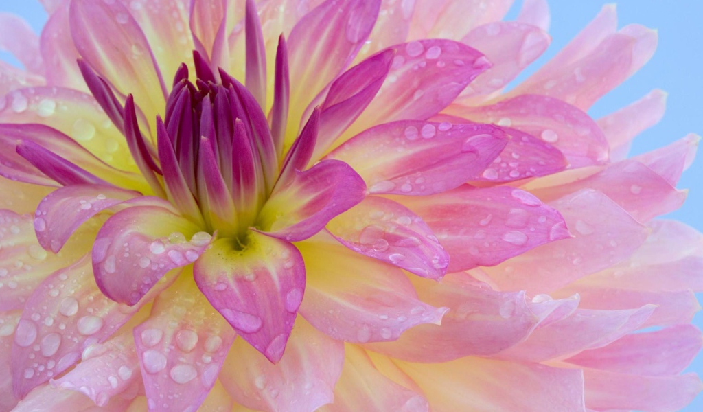 Розовая георгина с каплями воды на лепестках крупным планом