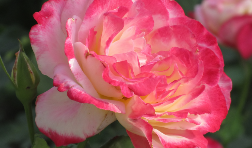 Розовый нежный цветок розы крупным планом