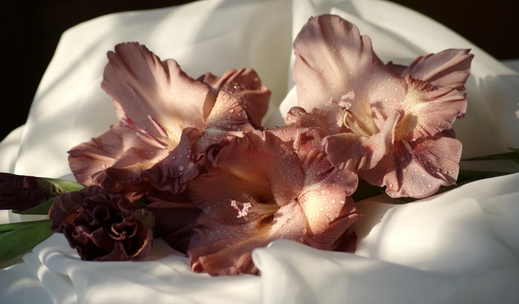 Розовый цветок гладиолуса лежит на белом покрывале 