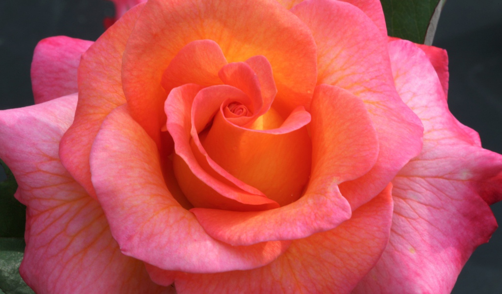 Розовый цветок красивой розы крупным планом