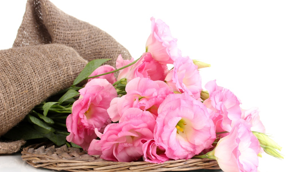 Розовые цветы эустома на белом фоне