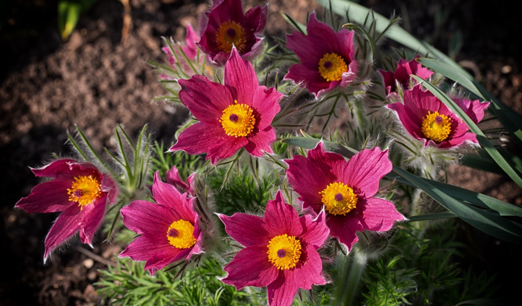Розовые цветы прострел, вид сверху