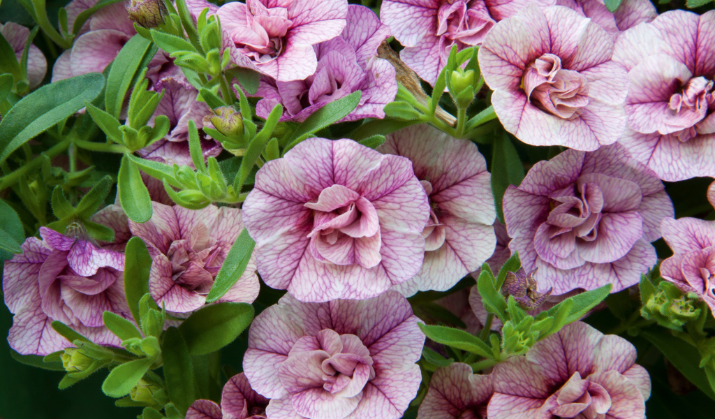 Розовые цветы Калибрахоа крупным планом