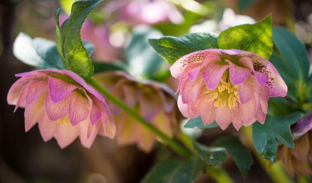 Розовые цветы морозника вблизи