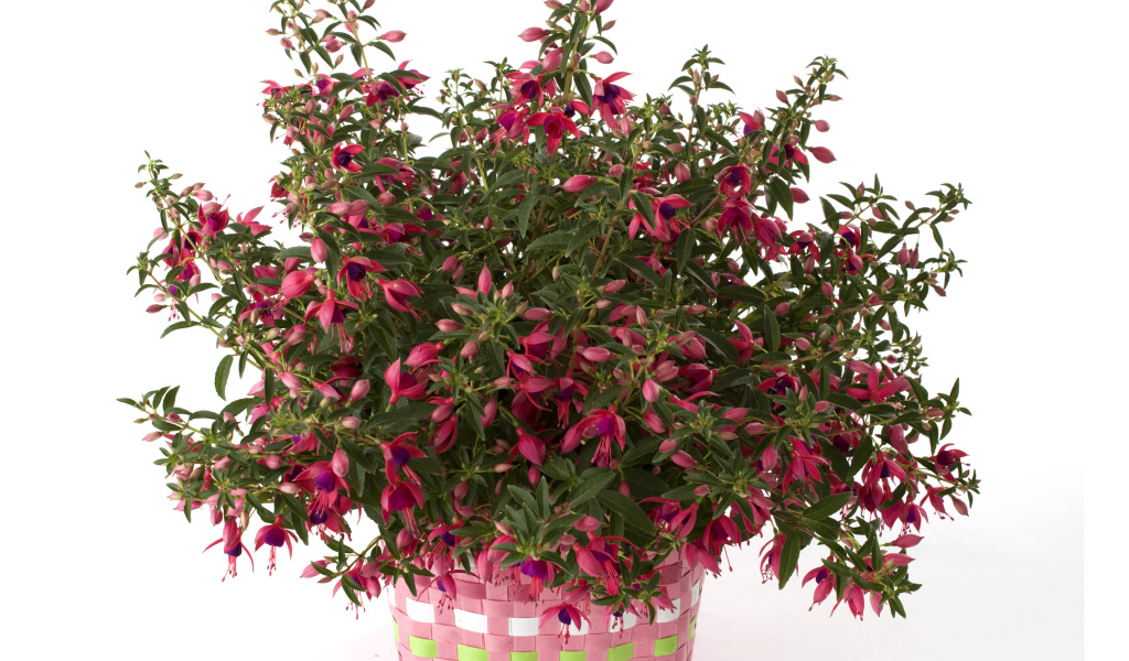 Розовый цветок фуксия на белом фоне