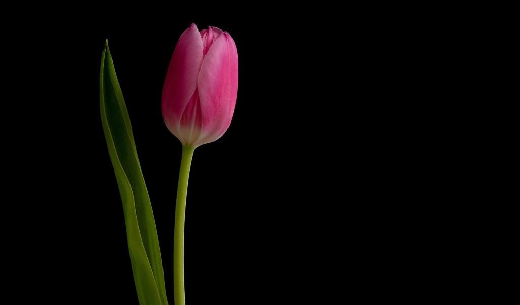 Розовый нежный тюльпан на черном фоне