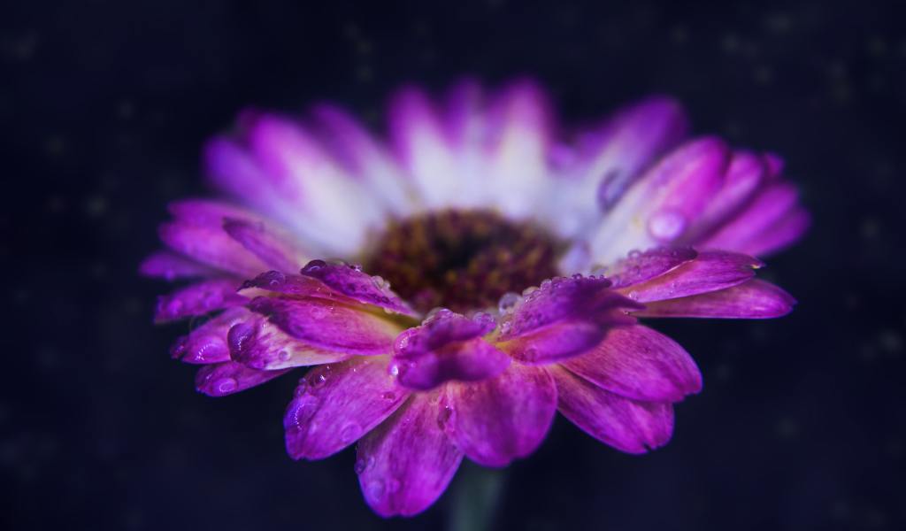 Розовый цветок герберы с каплями росы на лепестках 