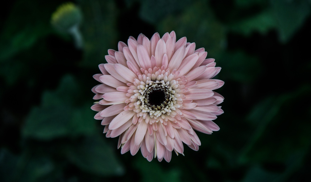 Розовая гербера вид сверху