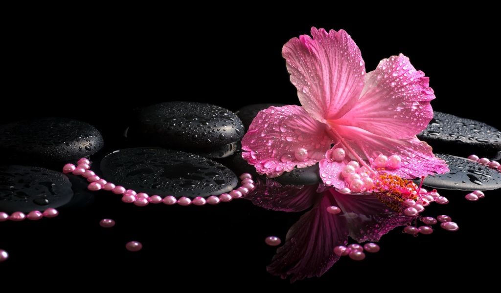 Розовый цветок гибискуса на черных камнях в воде