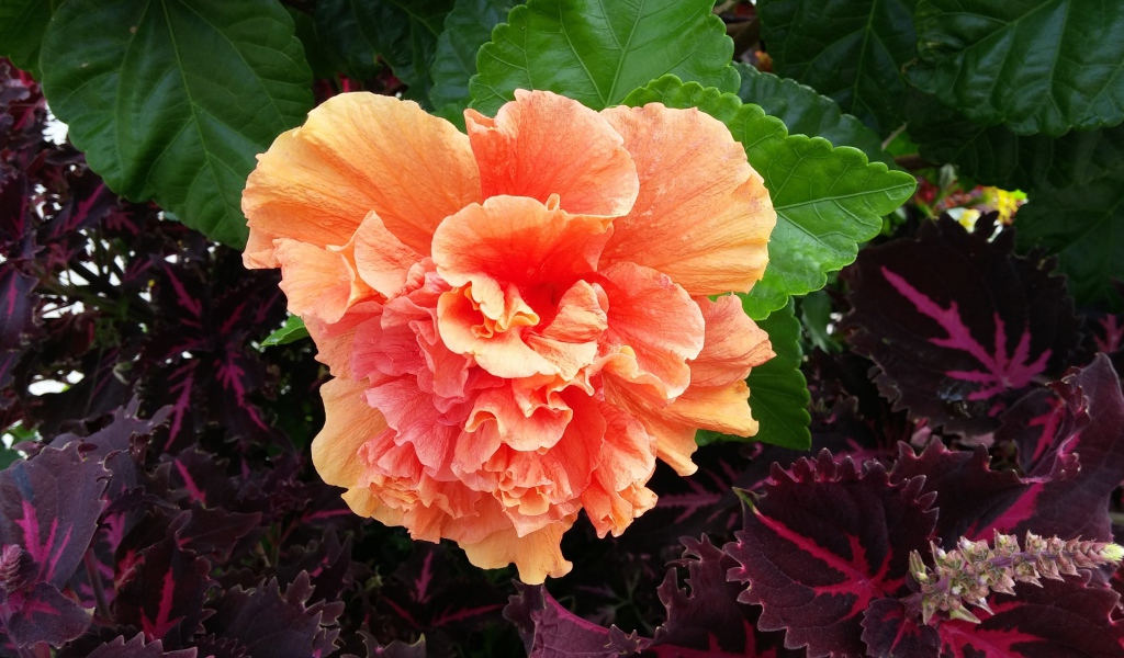 Розовый цветок гибискуса с зелеными листьями