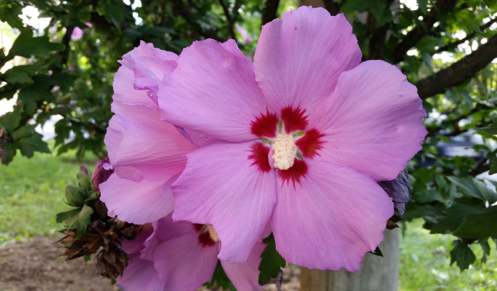 Розовые цветы гибискуса крупным планом