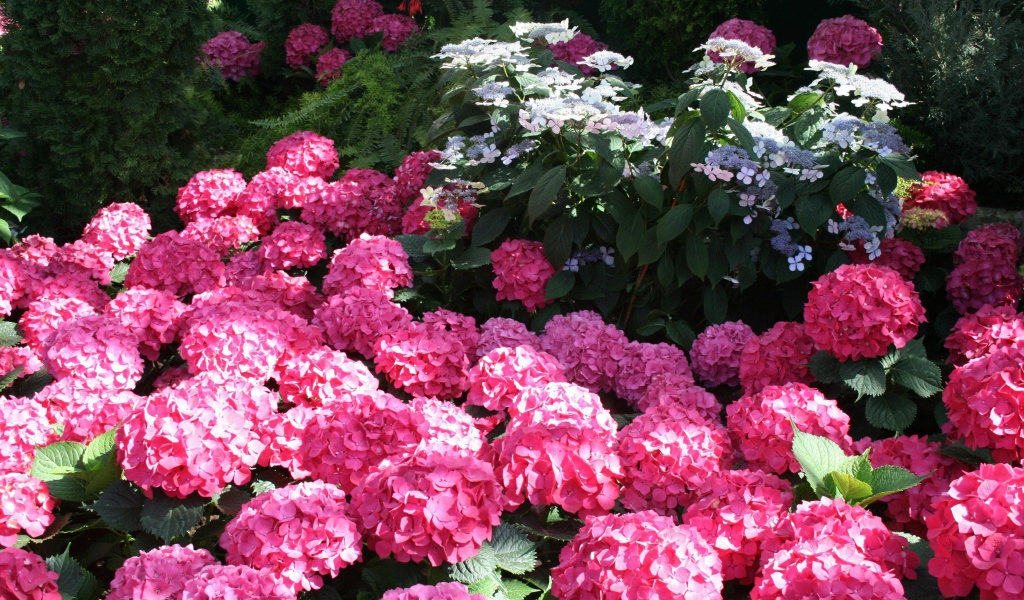 Розовые цветы гортензии в лучах солнца