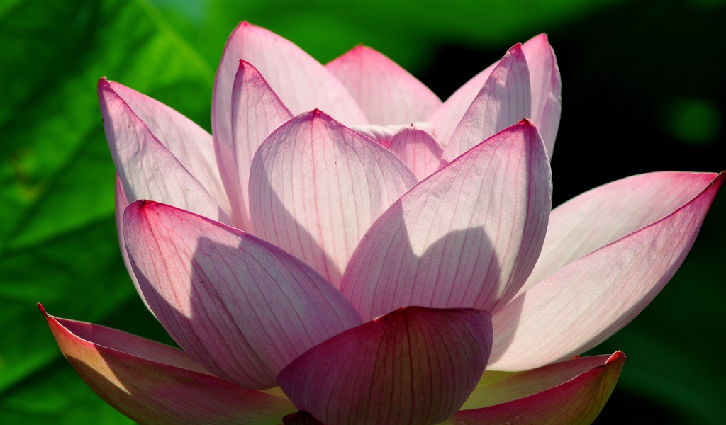 Розовый цветок лотоса в лучах солнца