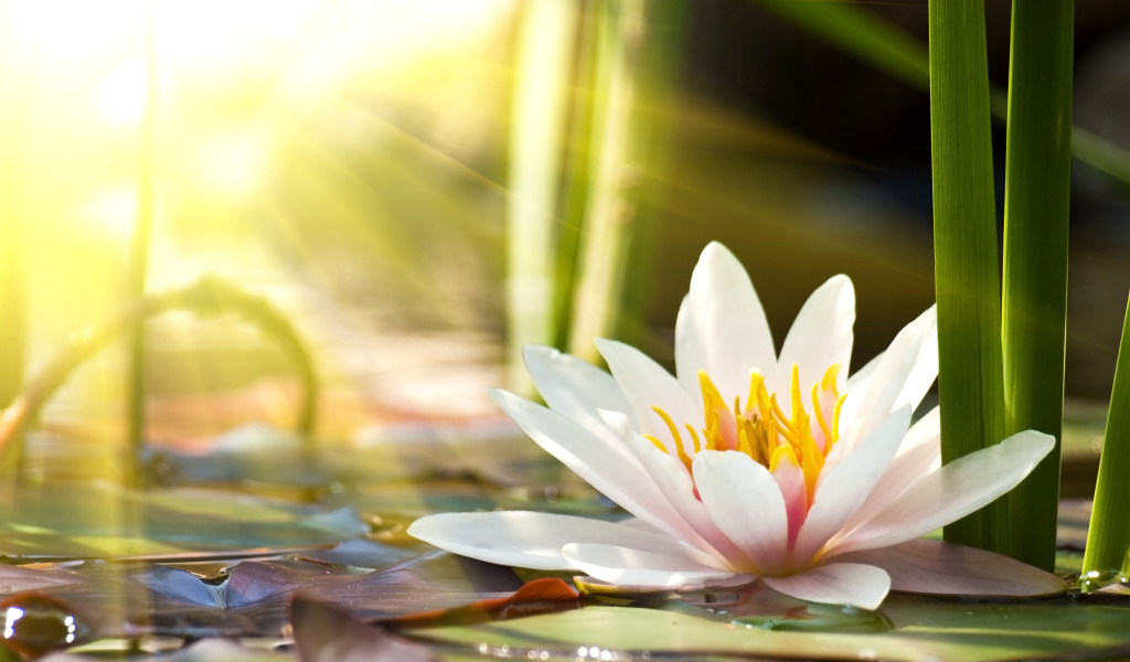 Розовые цветы лотоса в лучах солнца в пруду