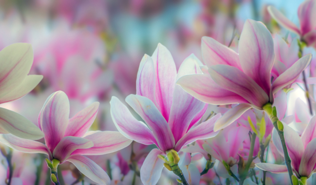 Розовые цветы магнолии крупным планом