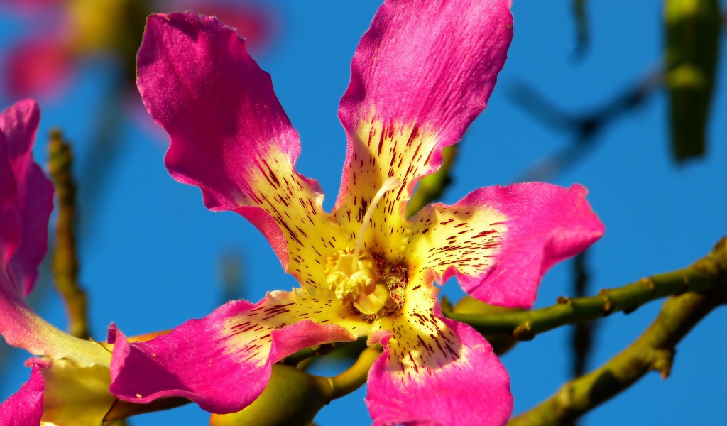 Розовый цветок орхидеи крупным планом