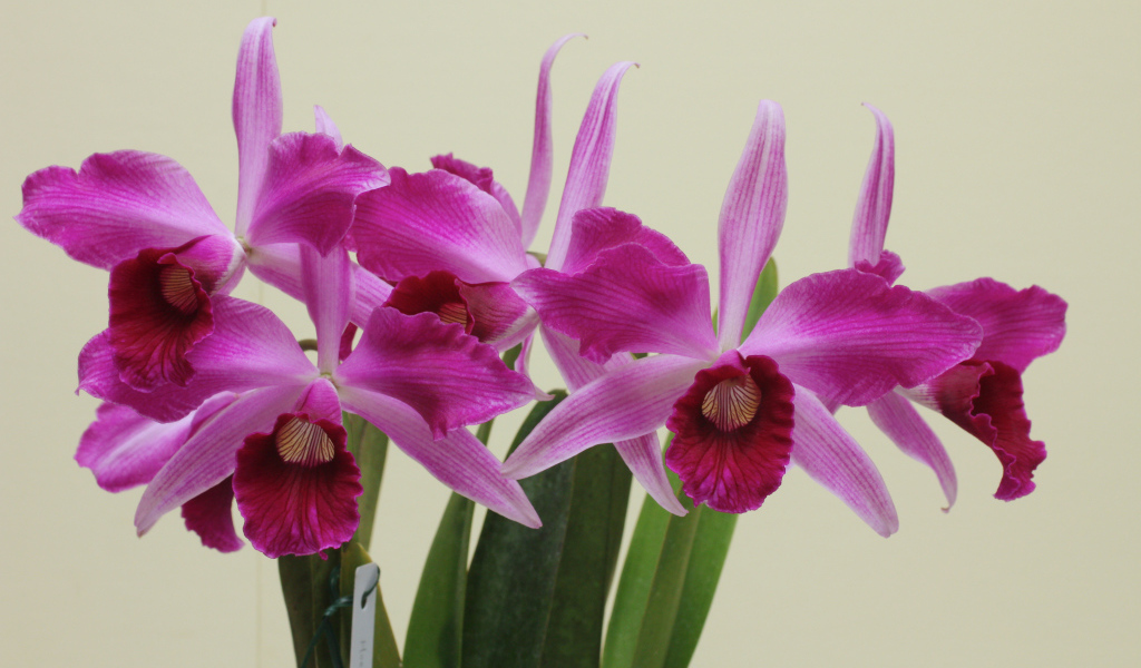 Розовые цветы орхидеи на сером фоне