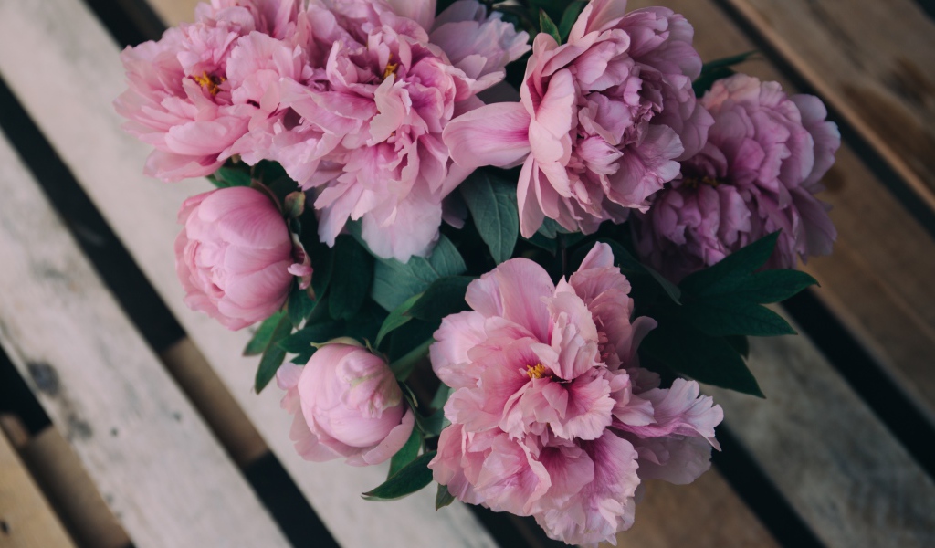 Розовые цветы пиона на деревянной лавке 