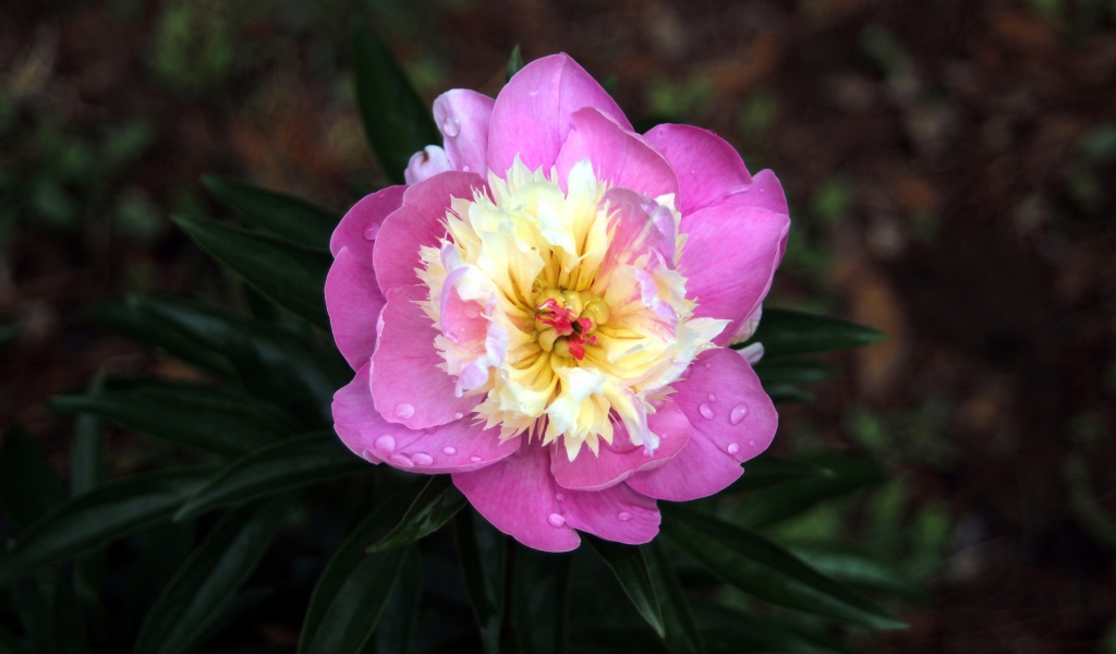 Розовый пион в каплях росы крупным планом