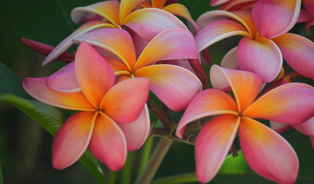 Розовые цветы плюмерия крупным планом 