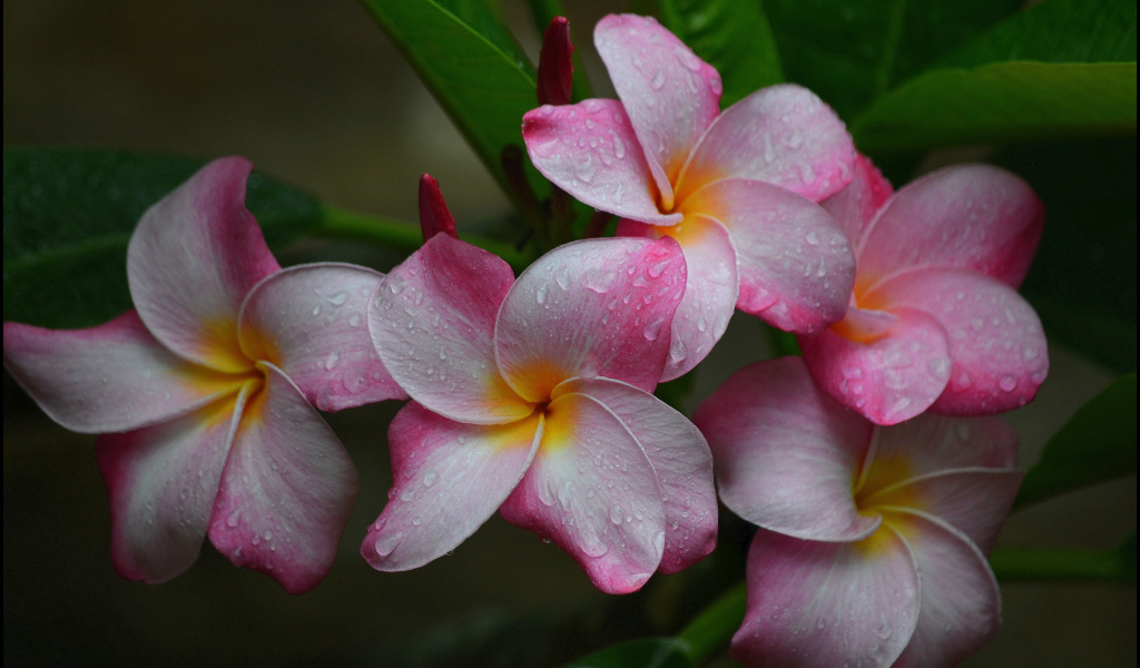 Розовые цветы плюмерии с зелеными листьями