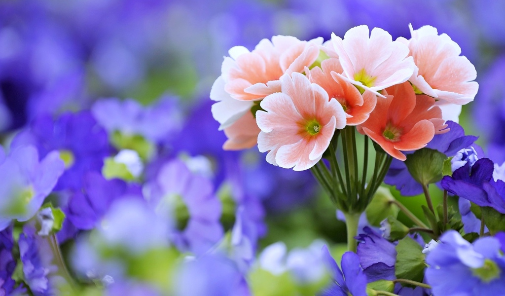 Розовые цветы примулы крупным планом 