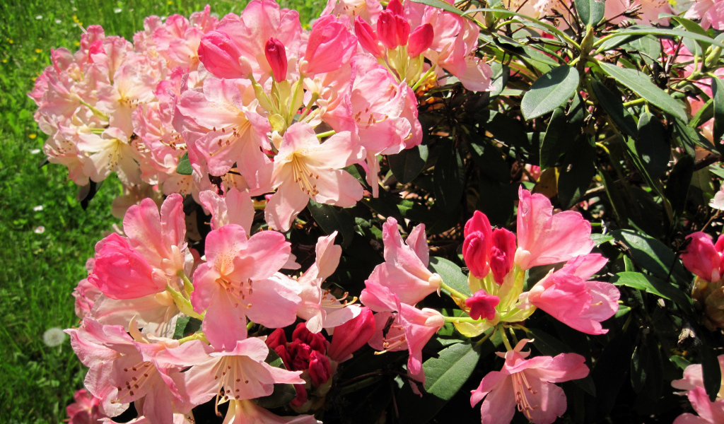 Розовые цветы рододендрон на клумбе