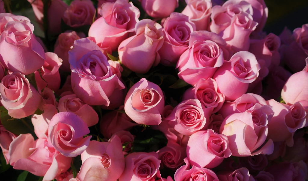 Розовые розы крупным планом, вид сверху