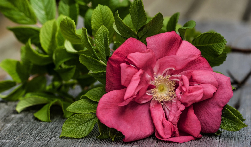 Розовый цветок розы с зелеными листьями