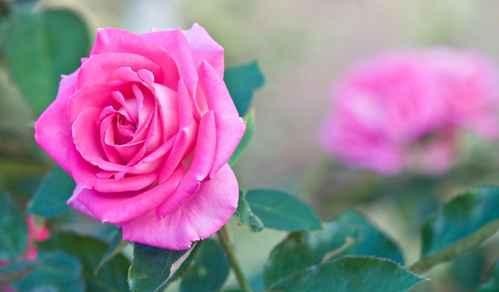 Садовая розовая роза крупным планом