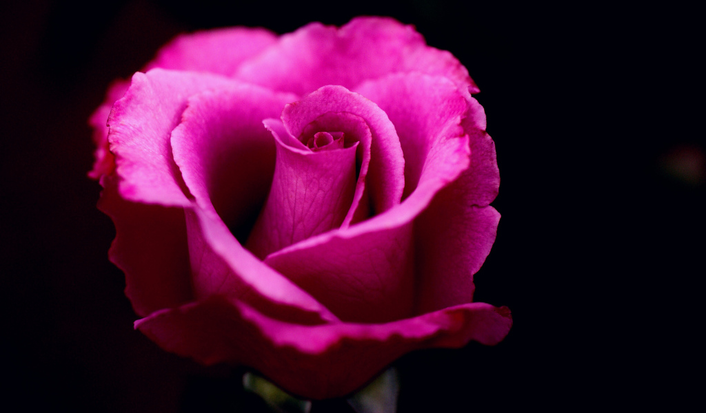 Розовая роза на черном фоне крупным планом