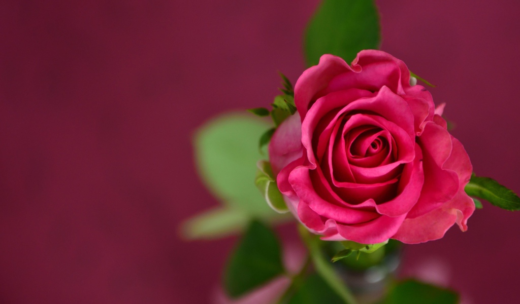 Розовая роза на розовом фоне