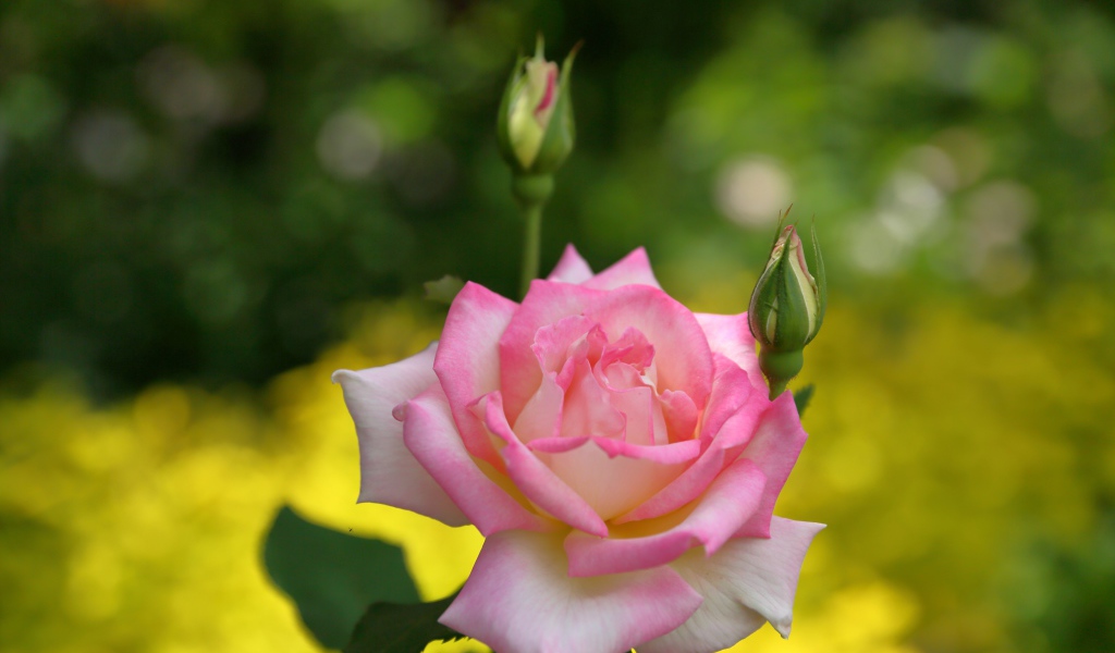 Розовая роза с двумя бутонами крупным планом