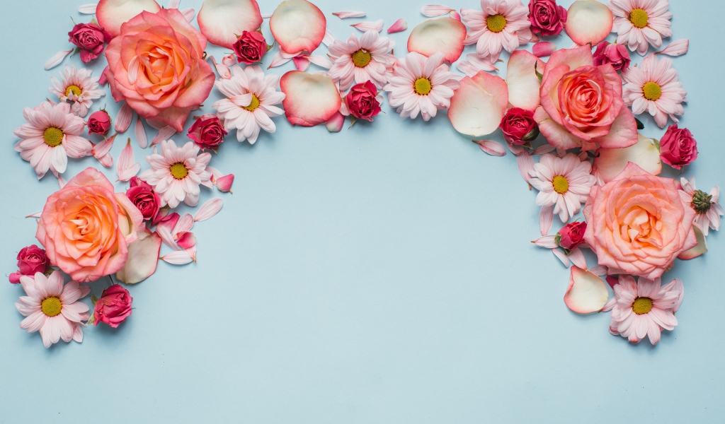 Розовые розы и хризантемы на голубом фоне 