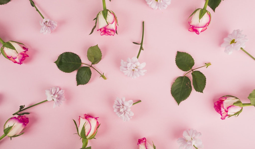 Розовые розы и хризантемы на розовом фоне 