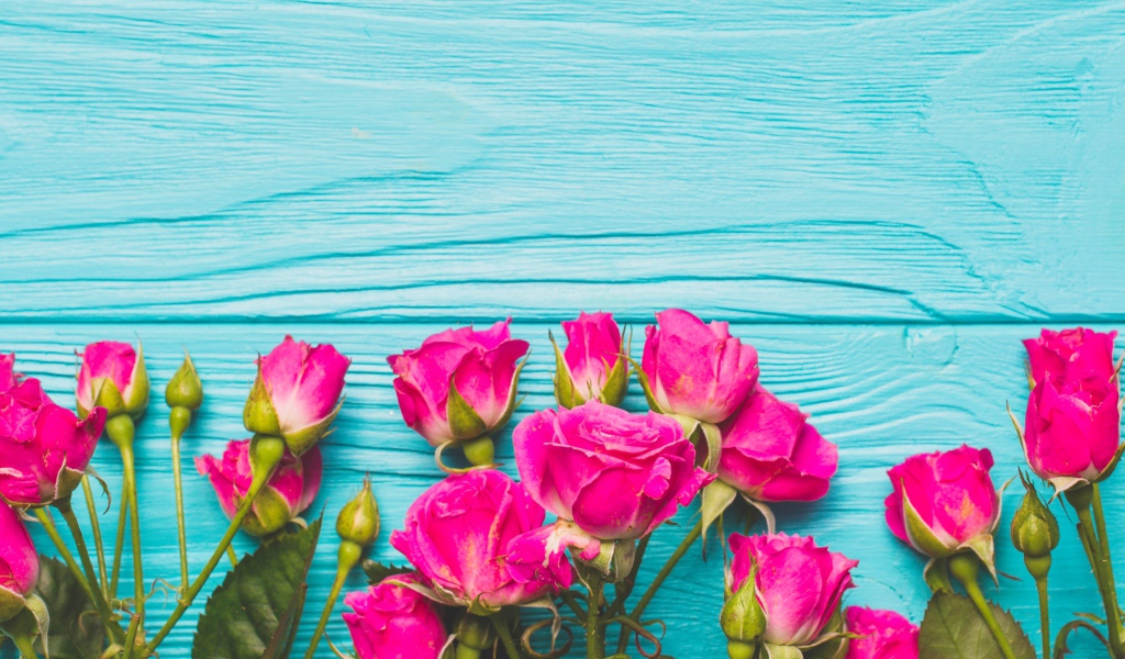 Розовые розы на голубом деревянном фоне