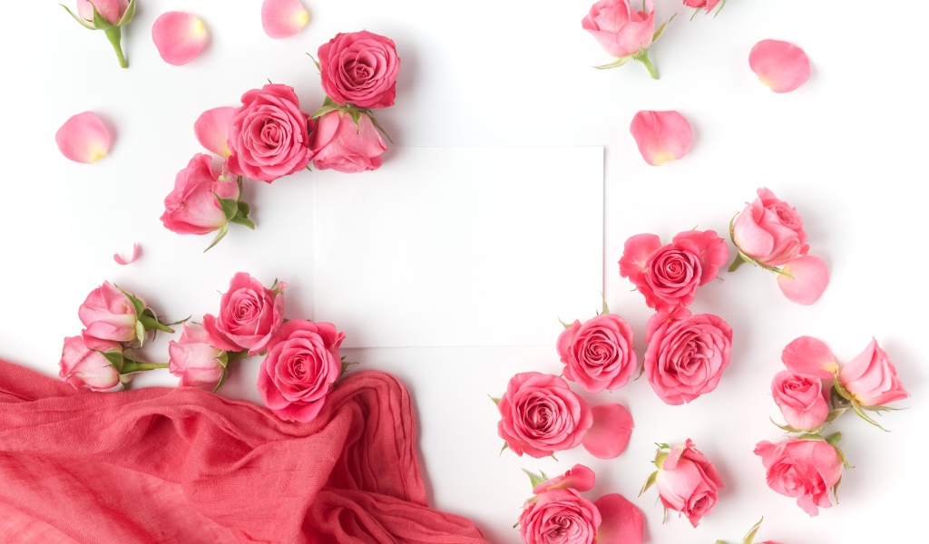 Розовые розы с белым листом бумаги на белом фоне